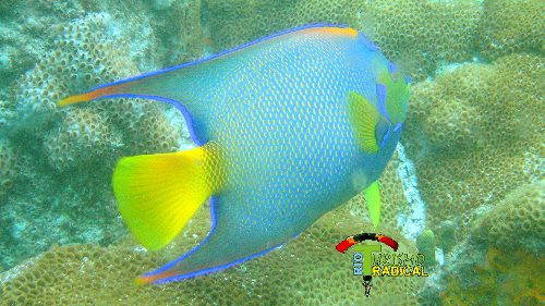 Amazing marine life of Arraial do Cabo