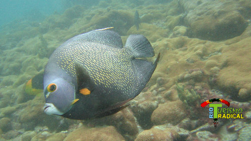 tropical coral fish - Brazil